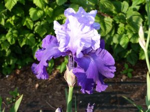 Bearded Iris 'Proud Tradition'-0