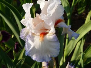 Bearded Iris 'Romance'-0
