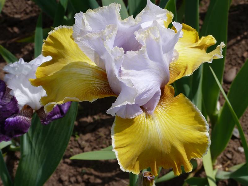 Bearded Iris 'Saphir Jaune'-0