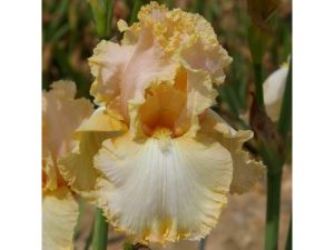 Bearded Iris 'Just Before Dawn'-0
