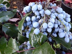 Mahonia aquifolium 'Apollo'-0