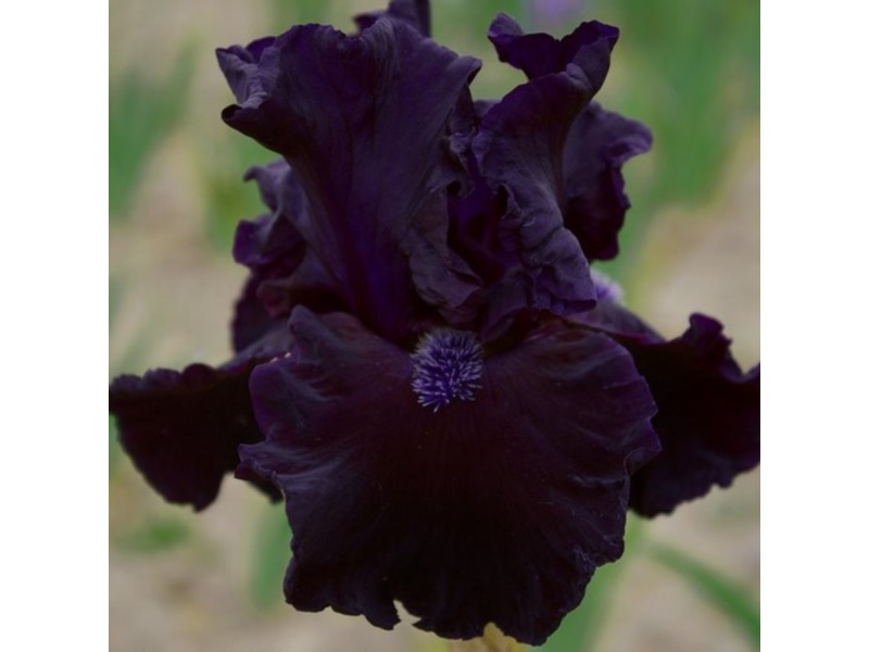 Bearded Iris 'Obsidian'-0