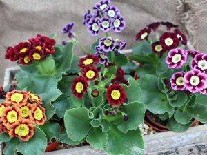 A starter collection of Ashwood Alpine Strain Primula auriculas (6 plants)-0