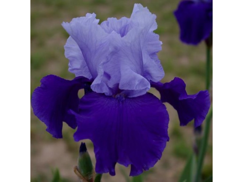 Bearded Iris 'Proud Tradition'-5813