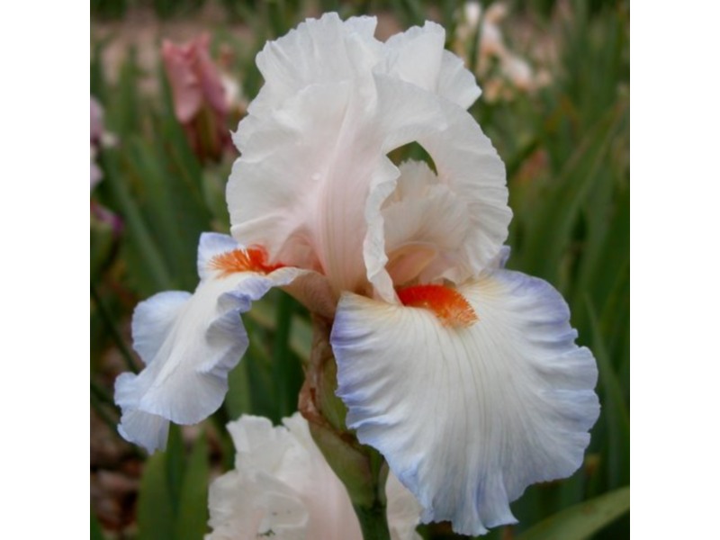 Bearded Iris 'Romance'-5810