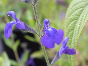 Salvia greggii 'Purple Queen'-0