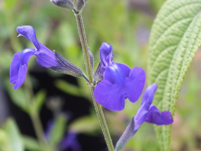 Salvia greggii 'Purple Queen'-0