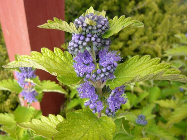 Caryopteris x clandonensis 'Hint of Gold'-0