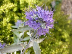 Caryopteris x clandonensis 'Sterling Silver'-0