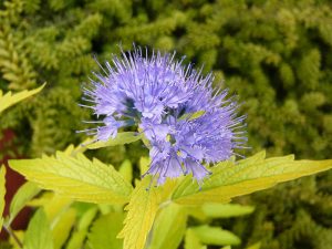 Caryopteris x clandonensis 'Worcester Gold'-0