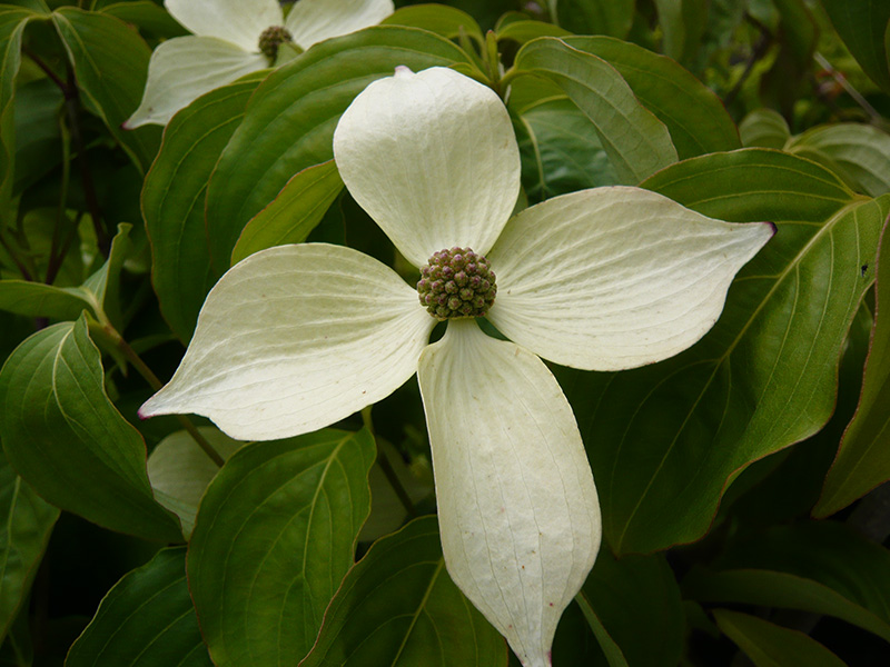 Cornus kousa 'China Girl'-0