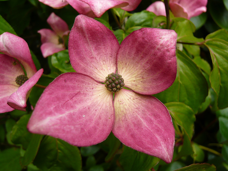 Cornus kousa 'Miss Satomi' ( Satomi)-9328