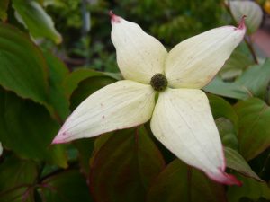 Cornus kousa 'Wisley Queen'-0