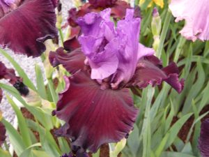 Bearded Iris 'Romantic Evening'-0