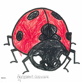 Benjamin Cochrane's Ladybird