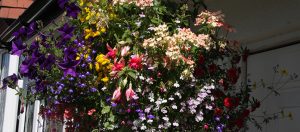 Local Gardening Competition Results