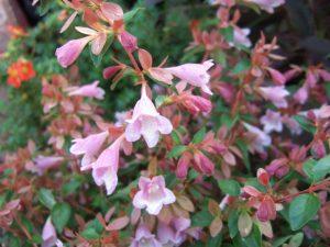 Abelia schumannii 'Bumble Bee`-0