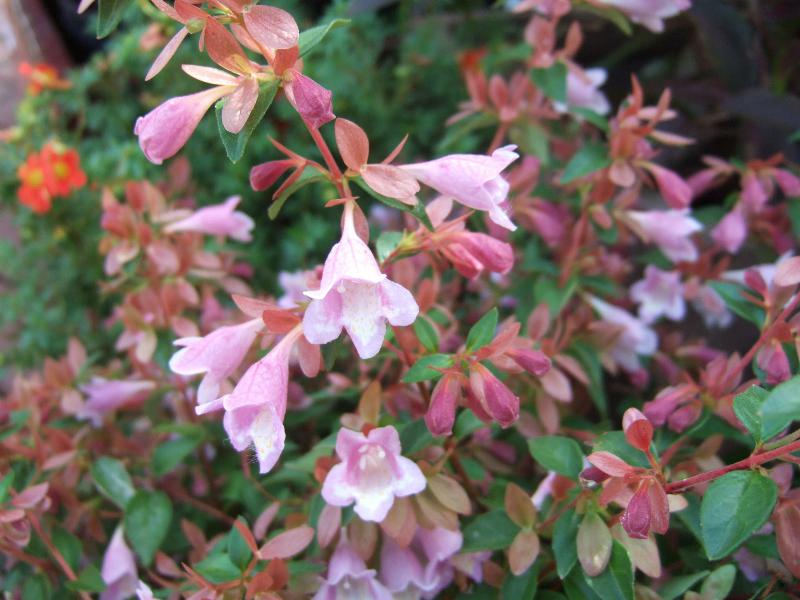 Abelia schumannii 'Bumble Bee`-0