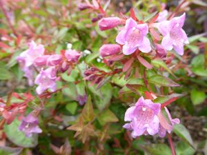 Abelia x grandiflora 'Edward Goucher`-0