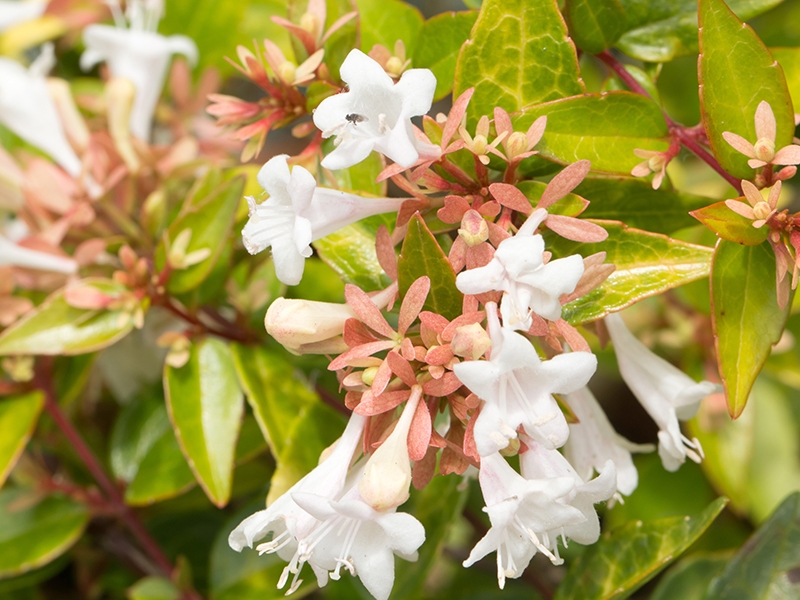 Abelia x grandiflora 'Francis Mason`-0