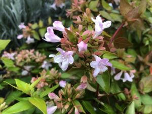 Abelia x grandiflora-0
