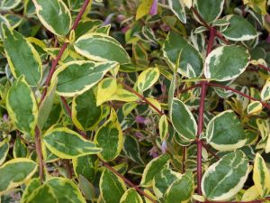 Abelia x grandiflora 'Hopleys`-0