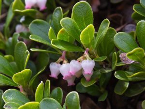 Arctostaphylos uva ursi 'Snowcap'-0