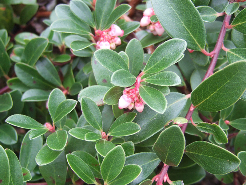 Arctostaphylos uva ursi 'Vancouver Jade'-0