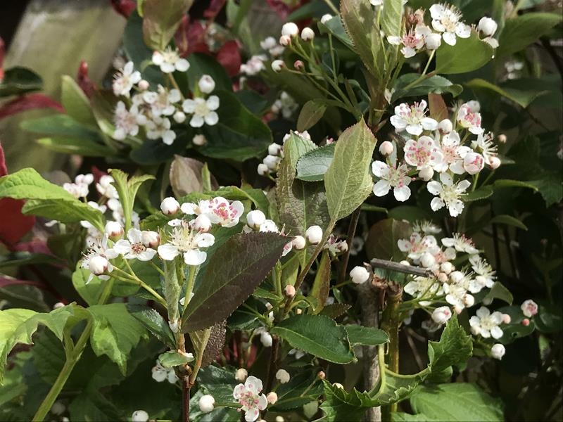 Aronia melanocarpa 'Autumn Magic'-0
