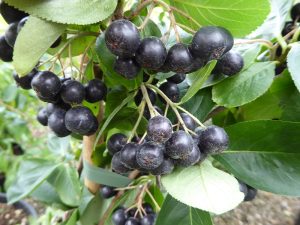Aronia melanocarpa-0