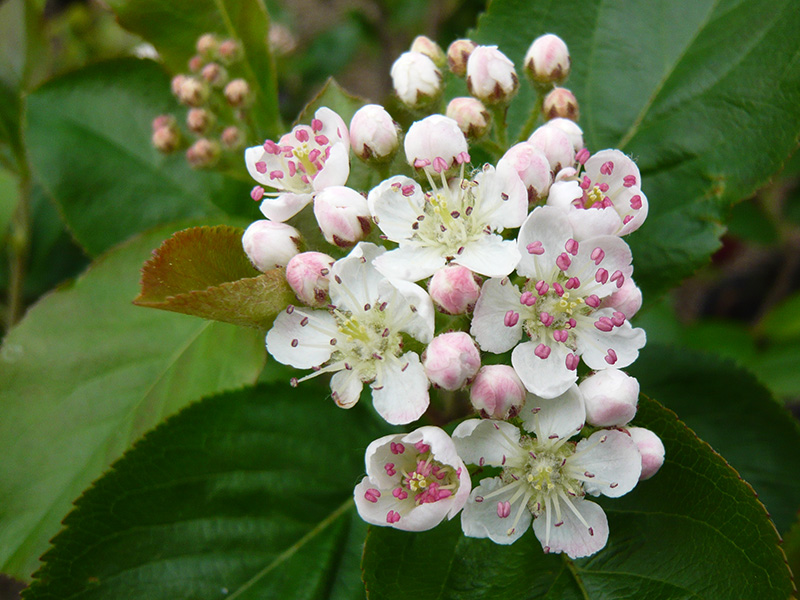 Aronia melanocarpa 'Autumn Magic'-10702