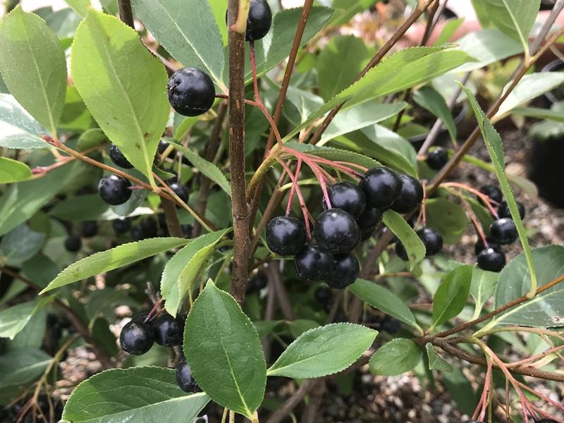 Aronia melanocarpa 'Autumn Magic'-15027