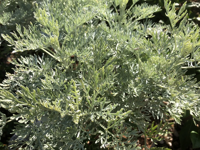 Artemisia 'Powis Castle'-0