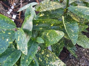 Aucuba japonica 'Variegata'-0