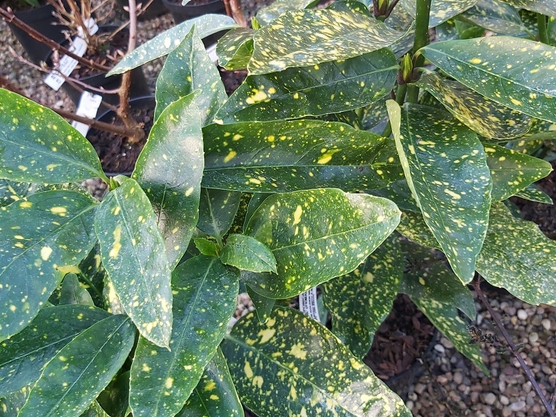 Aucuba japonica 'Variegata'-0