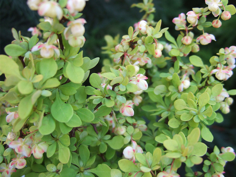 Berberis thunbergii 'Bonanza Gold'-0