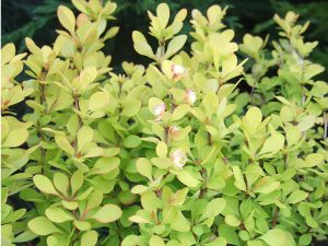 Berberis thunbergii 'Golden Rocket'-0