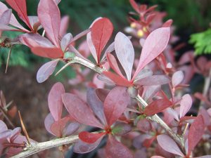 Berberis thunbergii 'Red Chief'-0