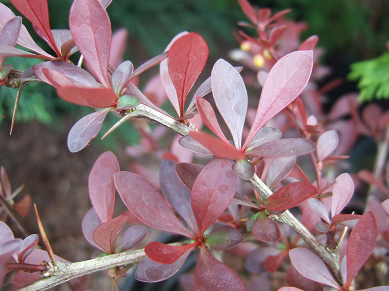 Berberis thunbergii 'Red Chief'-0