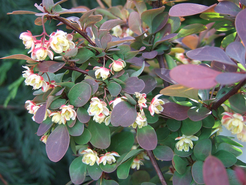 Berberis thunbergii 'Rose Glow'-6508