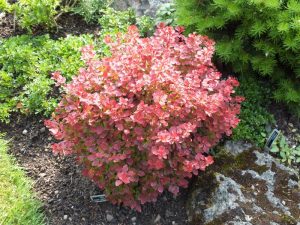 Berberis thunbergii 'Fireball'-0