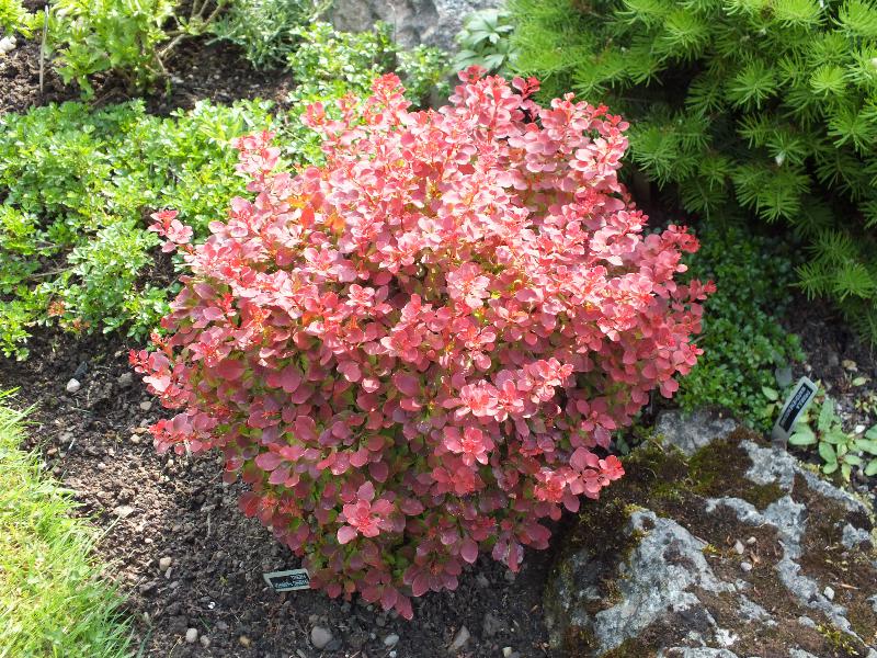 Berberis thunbergii 'Fireball'-0