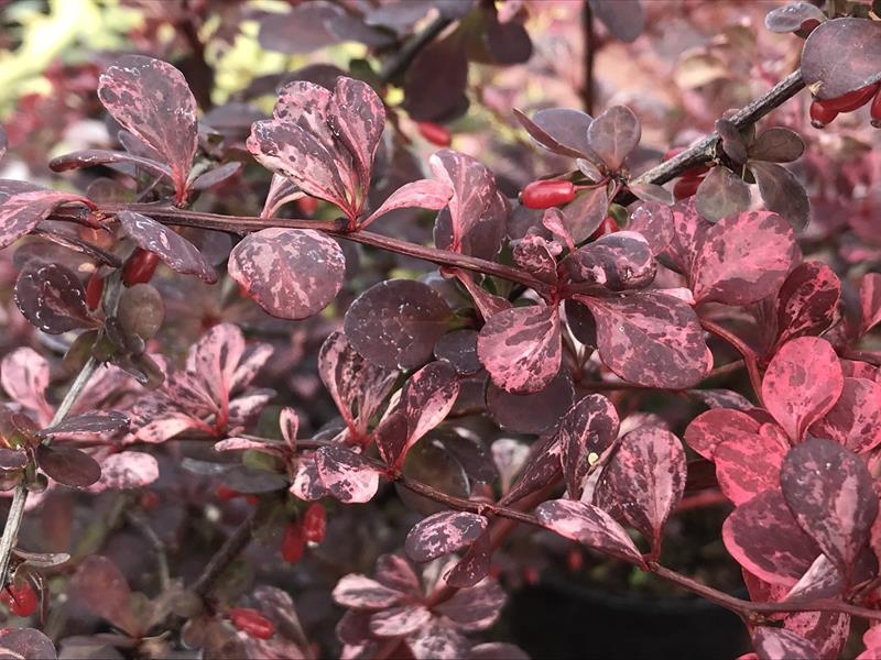 Berberis thunbergii 'Pink Queen'-15014