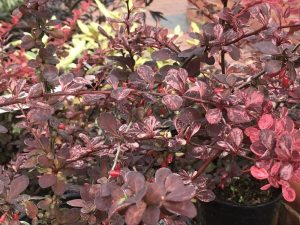 Berberis thunbergii 'Pink Queen'-0