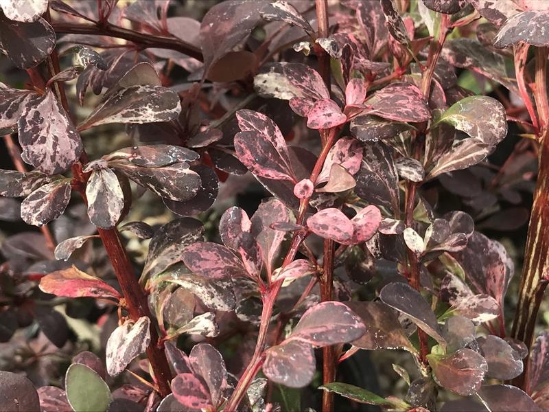 Berberis thunbergii 'Pink Queen'-15015