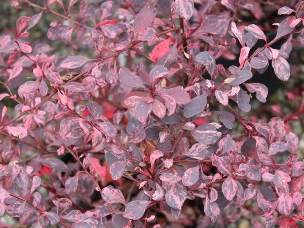 Berberis thunbergii 'Rose Glow'-0