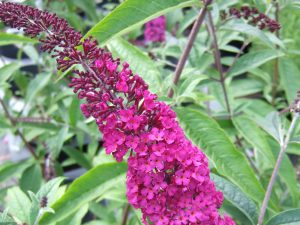 Buddleja davidii 'Pixie Red'-0