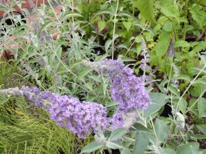 Buddleja fallowiana 'Lochinch'-0