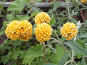 Buddleja x weyeriana 'Sun Gold'-0