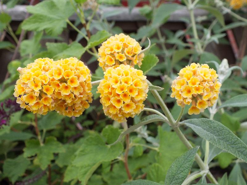 Buddleja x weyeriana 'Sun Gold'-0